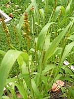 Sorgho, Sorghum bicolor (Lyon, Parc de la Tete d'or, 2012)(3)